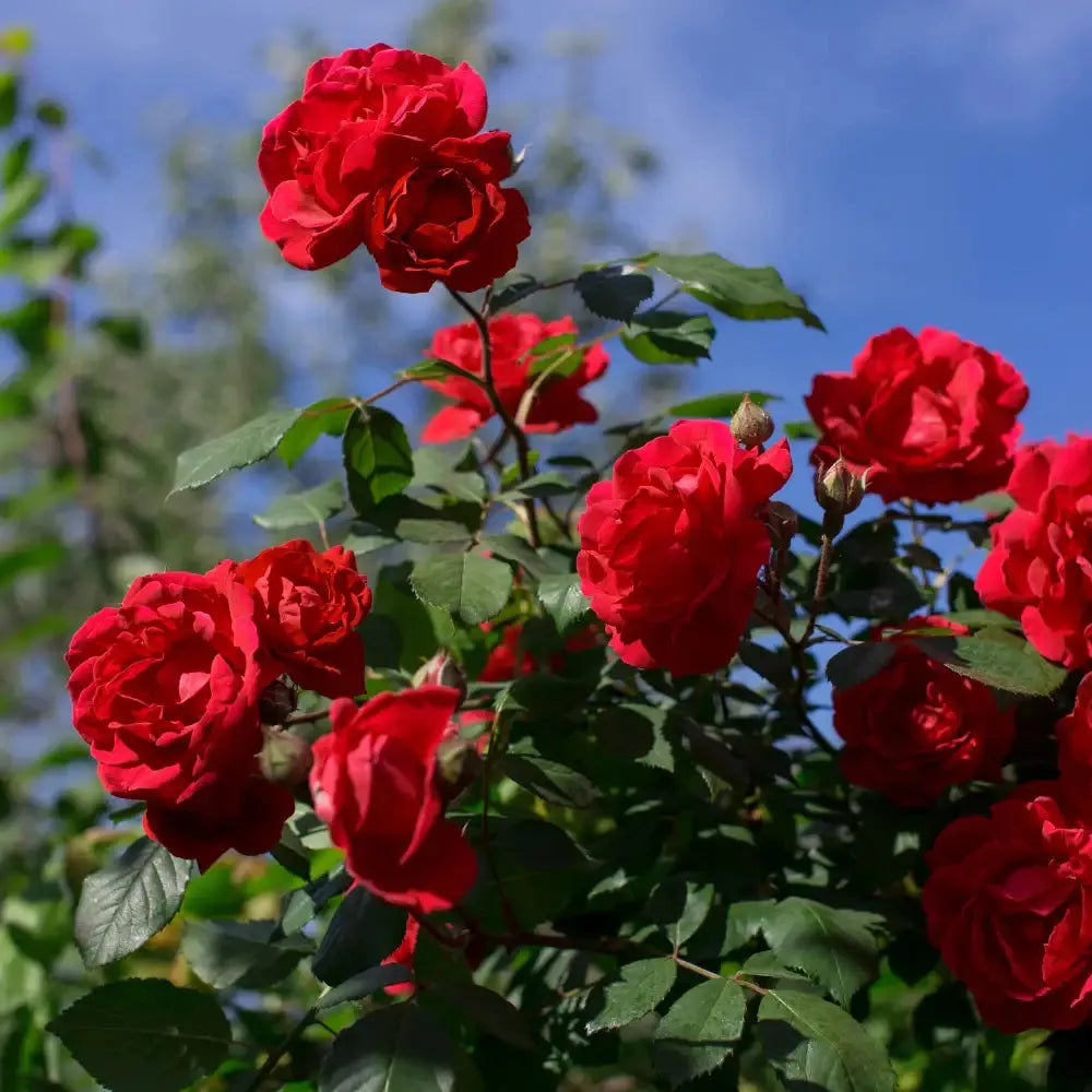 Rose Fragrance Oil for Soap Making